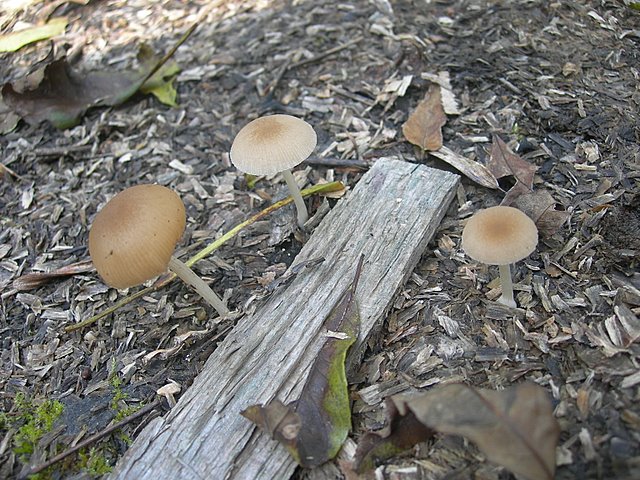 Pluteus  depauperatus     Romagnesi